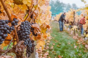 Protect the Peninsula Ask to Join Michigan Winery Case