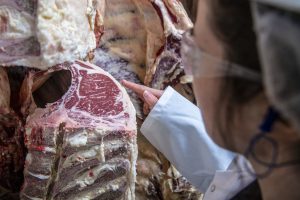 A woman in a white coat reaches out to touch a carcass during inspection.