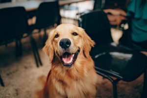 New Federal Pet Insurance Guidelines to be Proposed this Month