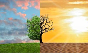 A two-part image showing half of a tree in full leaf under a blue sky, and the other half of the tree dead under the desert heat.