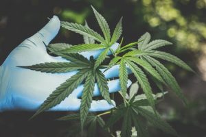 CBD Causes Puberty in 2-year-old with Seizure Disorder 