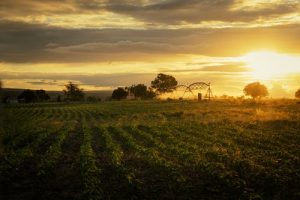 Study Finds Pesticides are Harming Organisms in the Soil