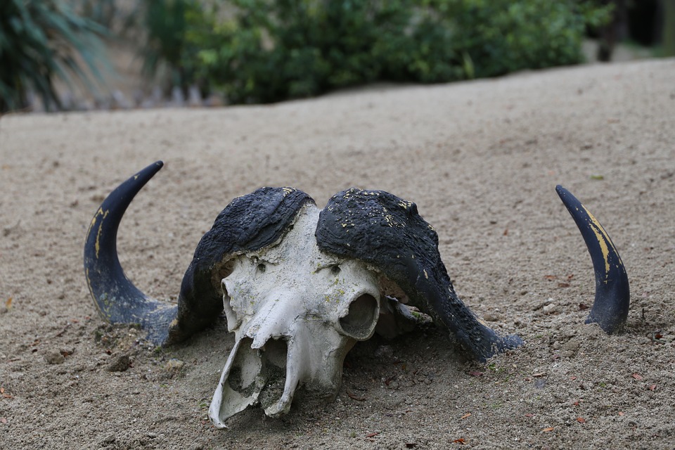 Horned cattle skull rests in the sand.