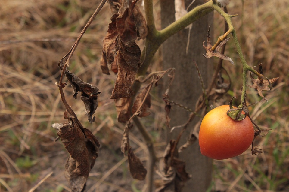 A withering tomato clings to a desiccated vine.