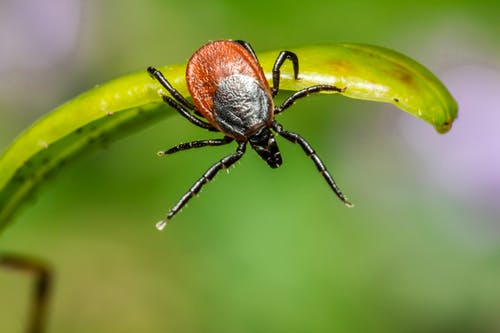 Lyme Disease Can Take a Significant Toll on Mental Health