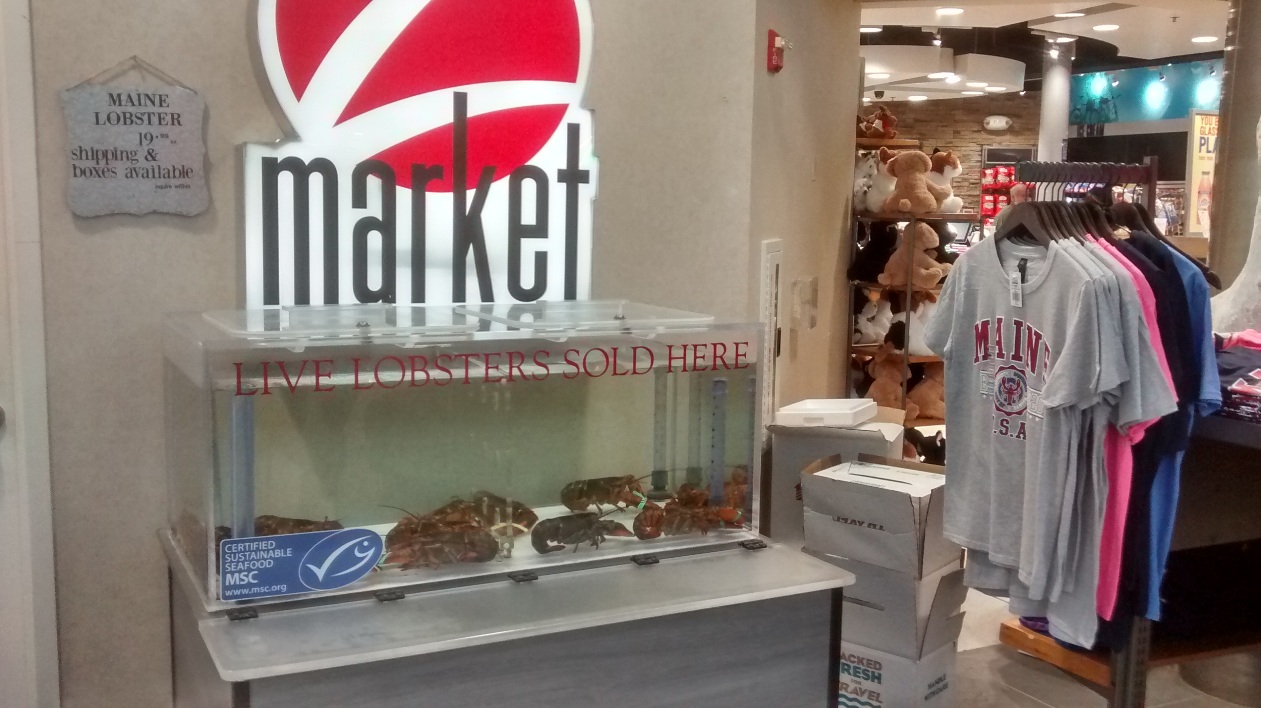 Lobsters for sale in a tank of water displayed alongside other Maine trinkets and souvenirs such as sweatshirts and stuffed animals.