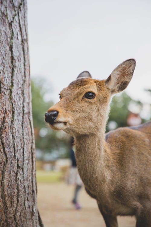 Deer, Cats, Dogs, and Other Animals Could be Spreading Variants