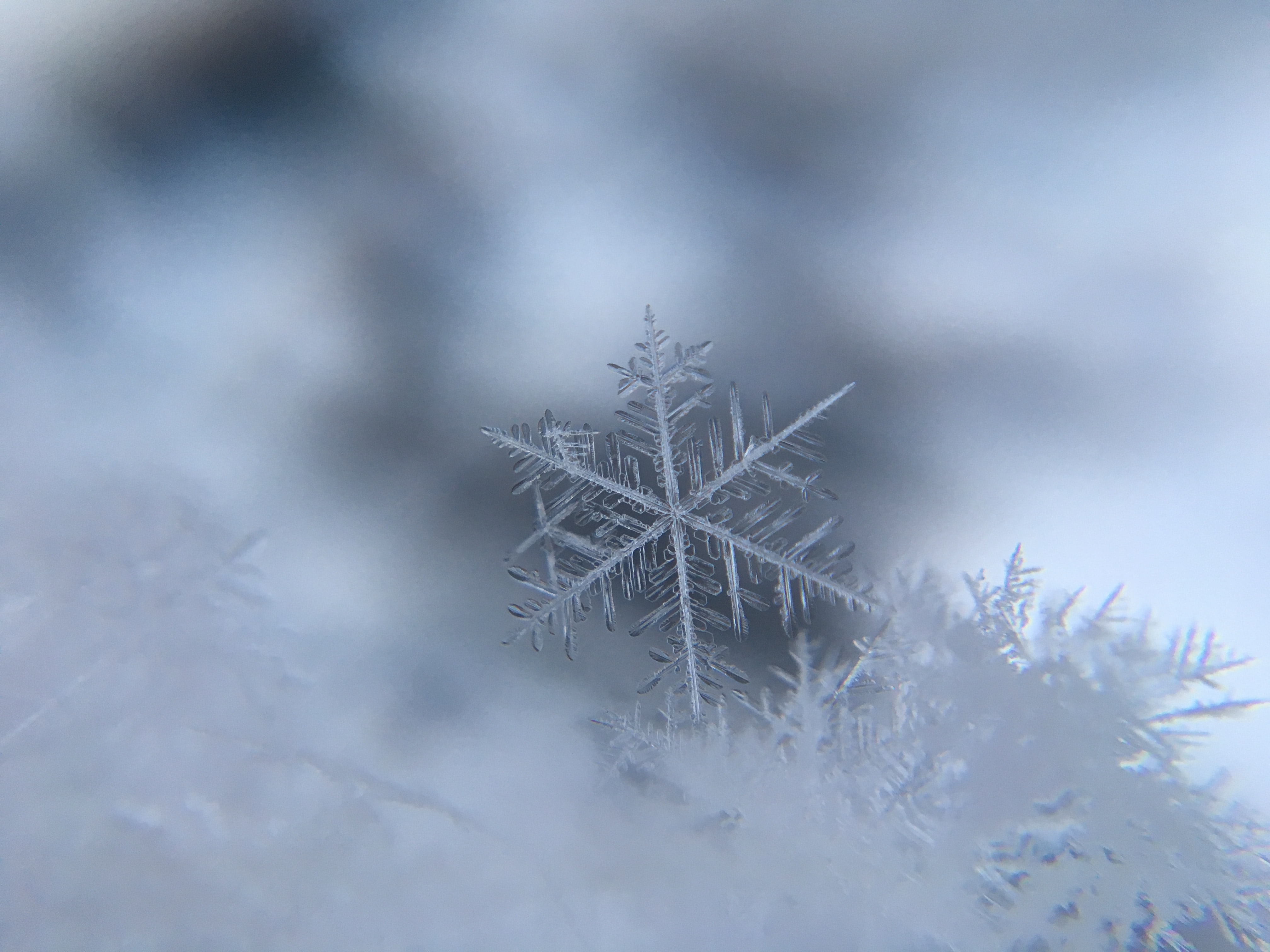 Snowflake; image by Damian McCoig, via Unsplash.com.