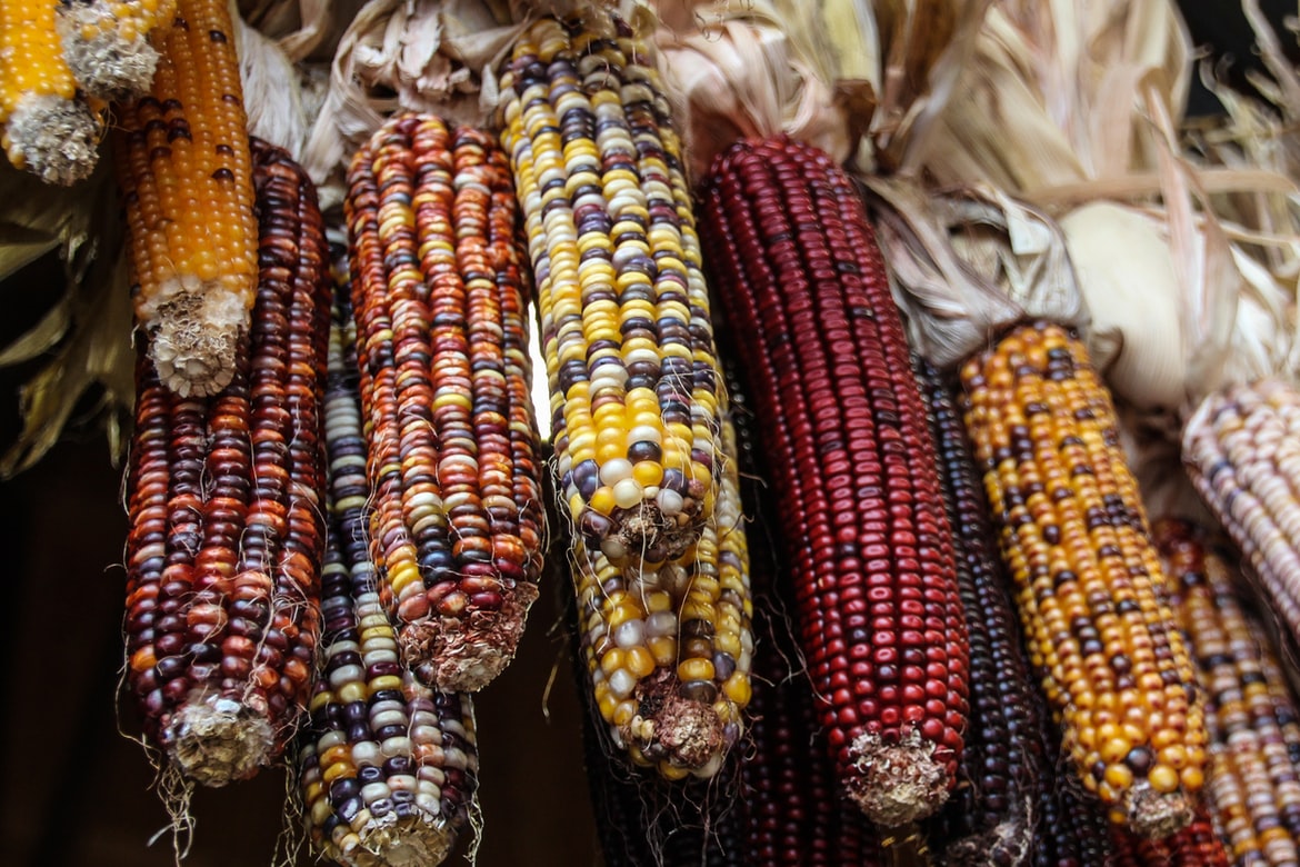 Colorful, diverse ears of native maize varieties.