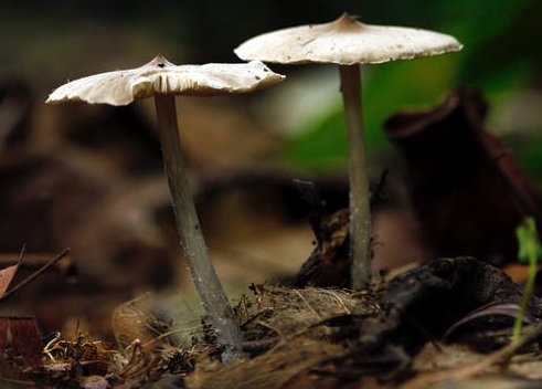 Magic Mushrooms Could Effectively Treat Posttraumatic Stress 