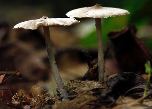 Magic Mushrooms Could Effectively Treat Posttraumatic Stress