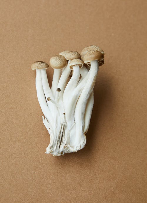 Magic Mushrooms Could Effectively Treat Posttraumatic Stress