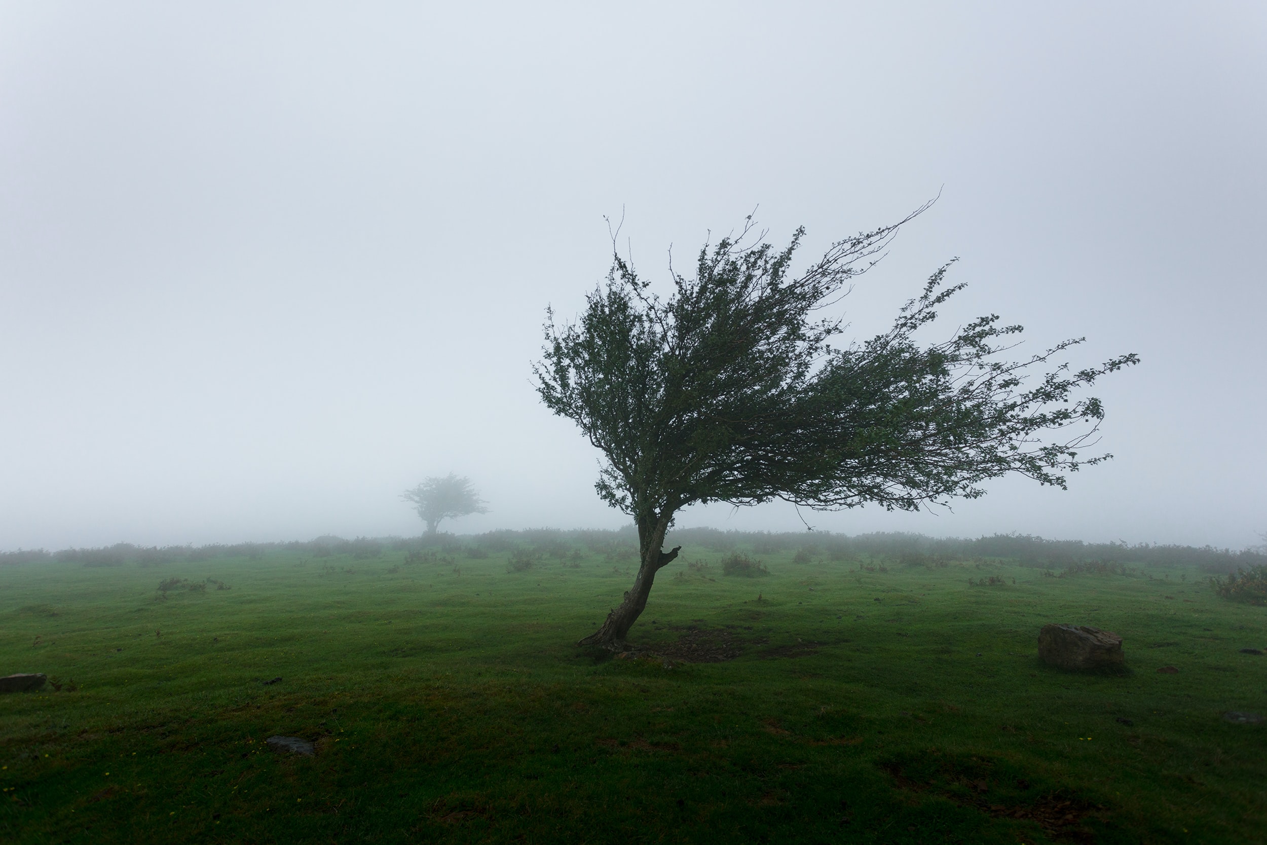Tree in high wind; image by Khamkeo Vilaysing, via Unsplash.com.