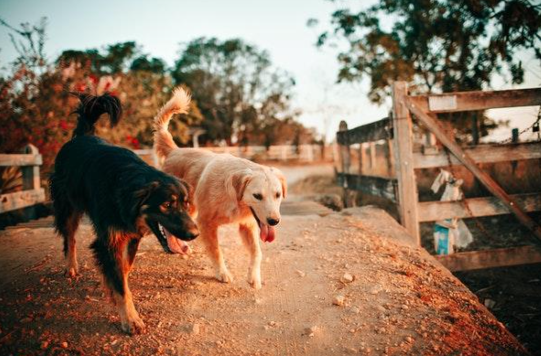 Dogs on a dirt path; image by Helena Lopes from Pexels.com.