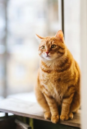 Childhood Cat Ownership Could be Linked to Mental Health Disorders