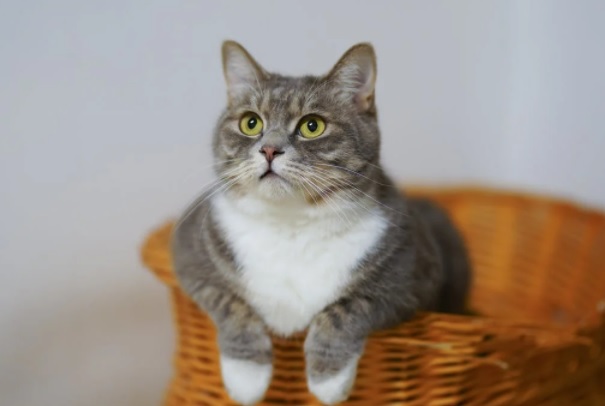 Cat in basket looking adorable.