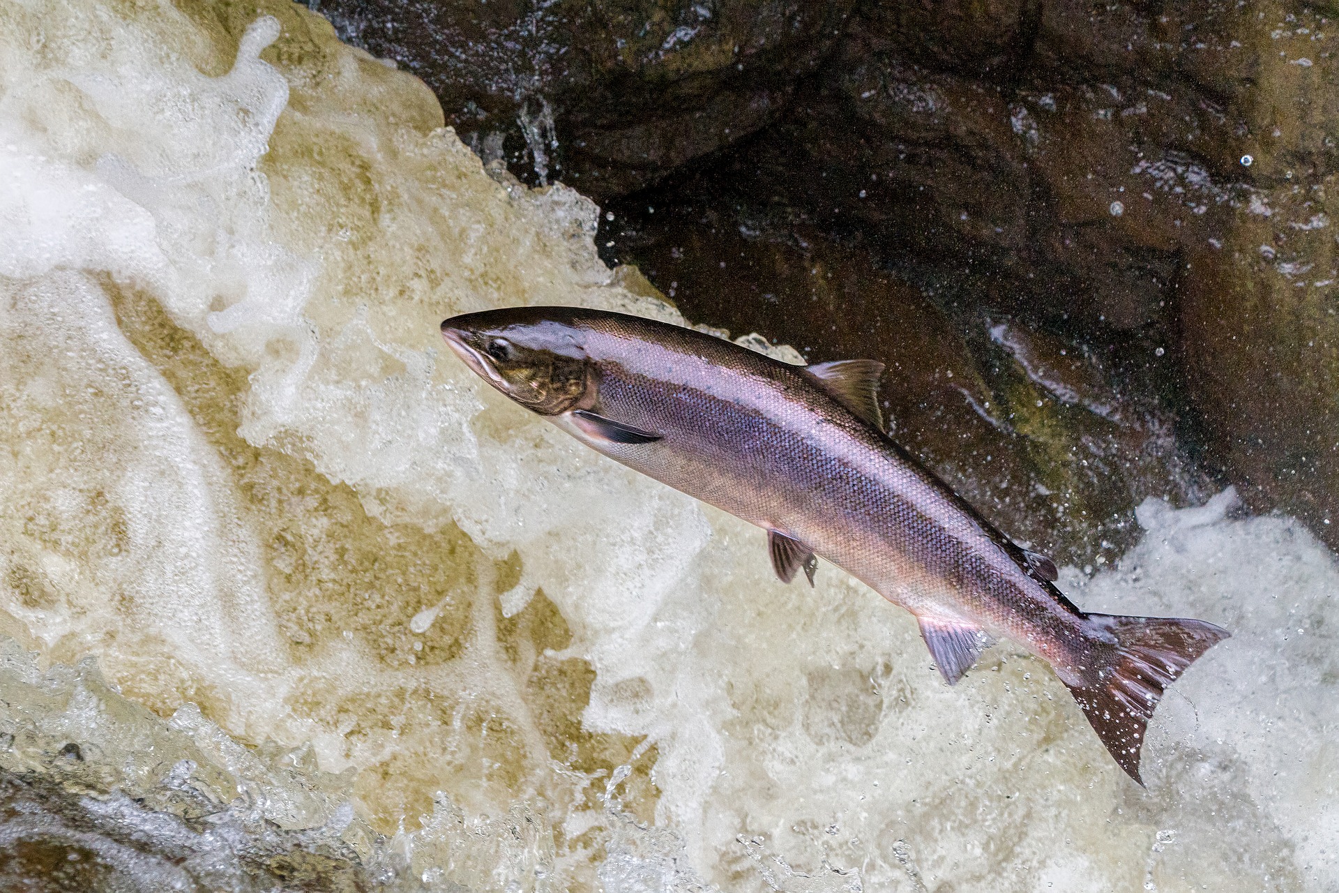 A silvery salmon leaping over rough water.