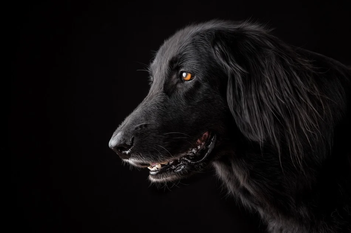 Beautiful black dog; image by DanielaJakob, via Pixabay.com.