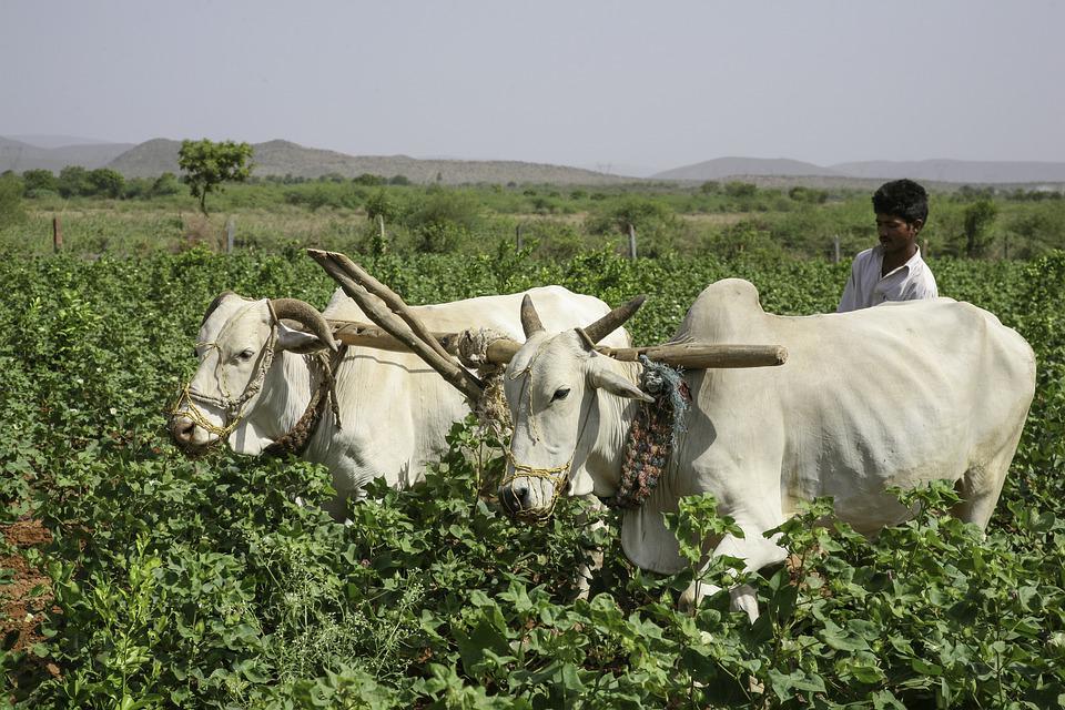 A farmer with yoked cattle in a field of crops.