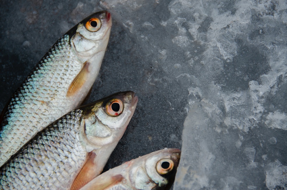 Eating Fish Isn't Always Healthy, Study Finds