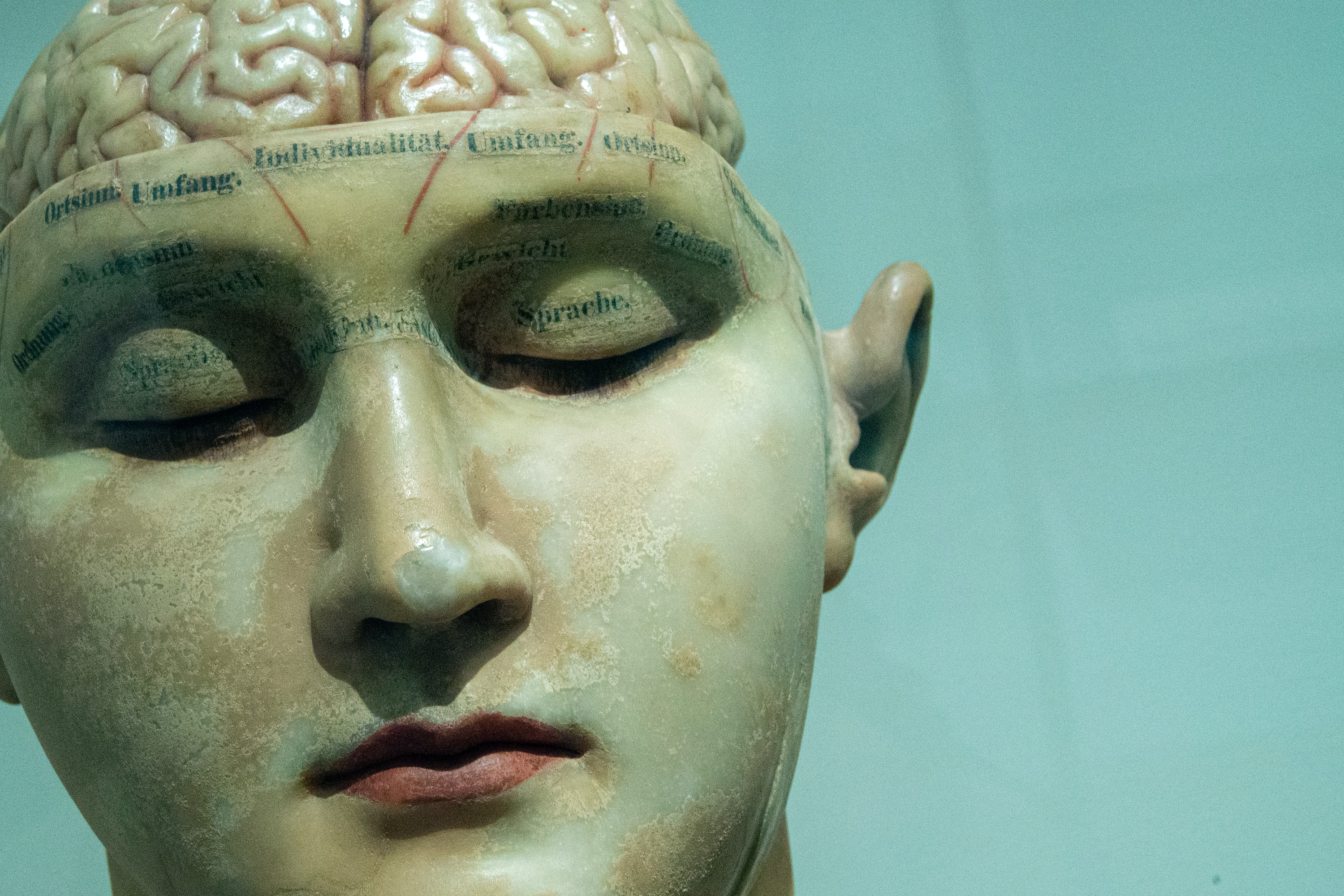 20th century brain anatomy model; image by David Matos, via Unsplash.com.