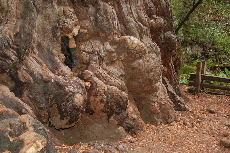 The immense, lumpen, ancient base of a redwood tree.