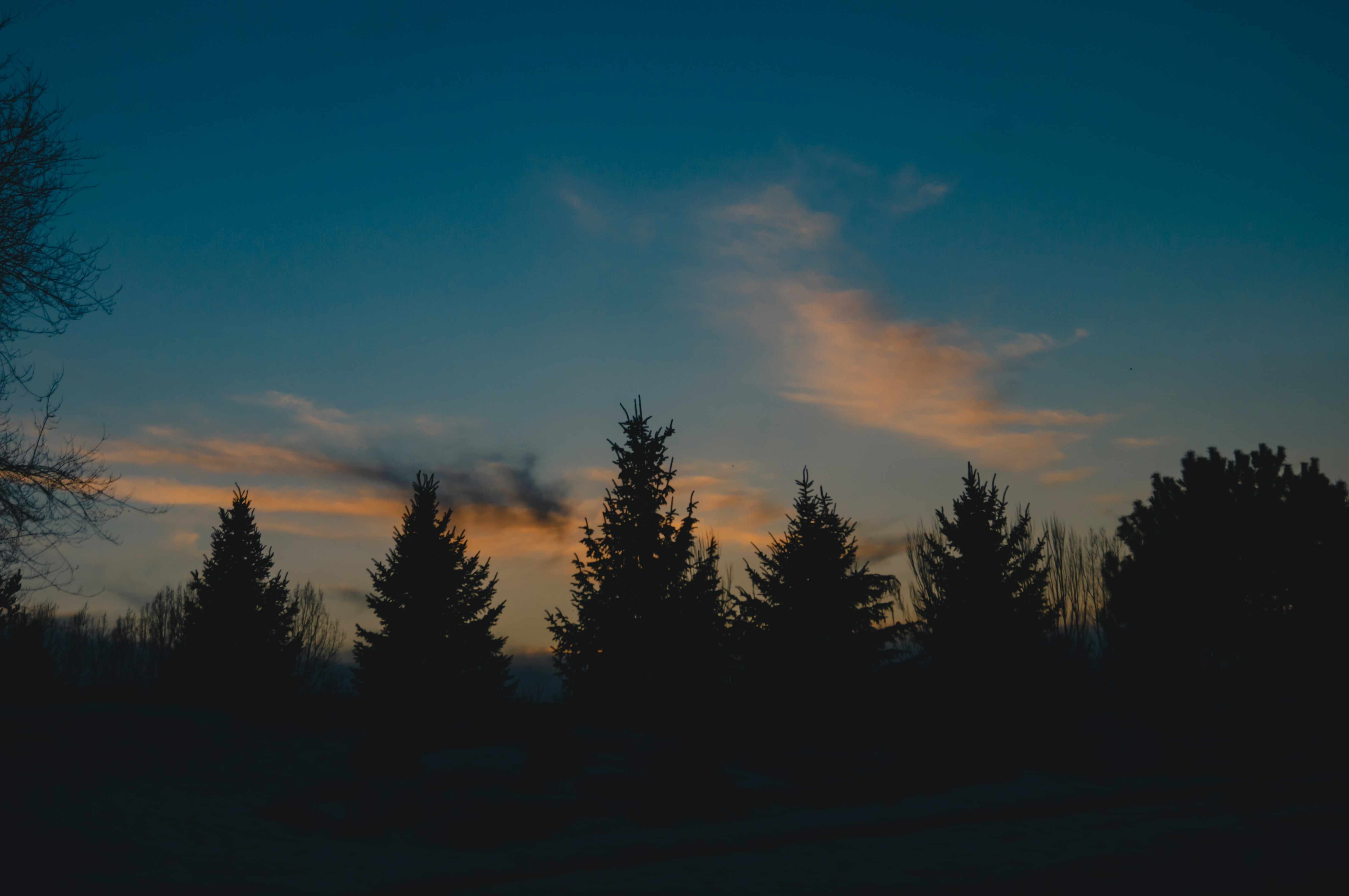 Pine trees at sunset; image by Vlad Panov, via Unsplash.com.