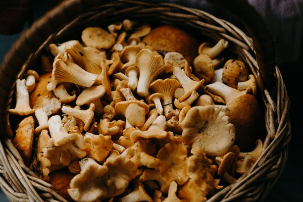 Psilocybin is Effective for Treating Depression, EDs, Anxiety and More