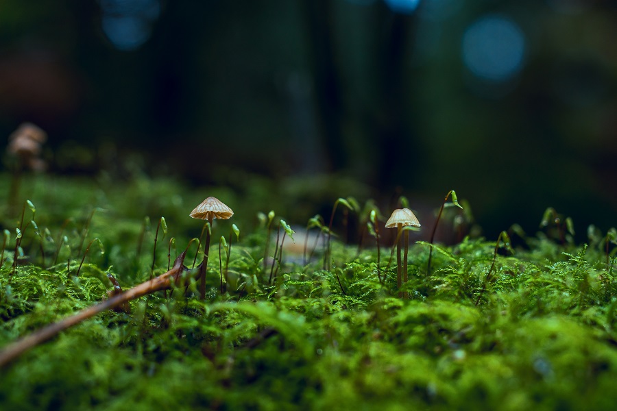 Microdosing Alleviates Psychomotor Issues, Mental Health Conditions