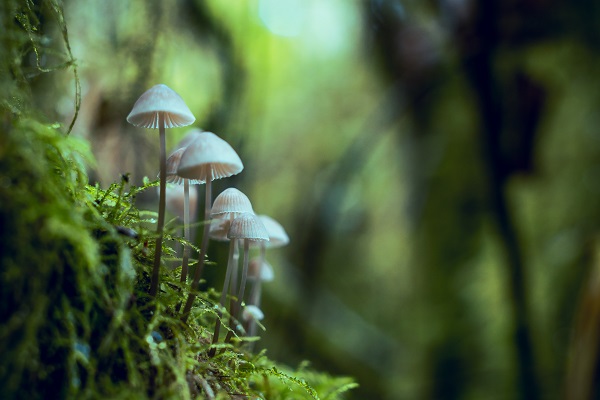 Psilocybin is Effective for Treating Depression, EDs, Anxiety and More