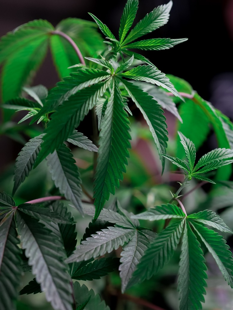 High-Potency Marijuana Leads to Addiction According to New Study
