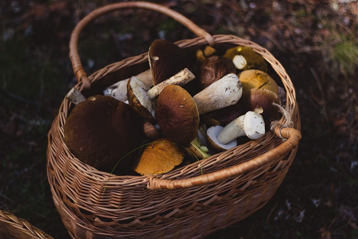 Psilocybin May be Helpful for Treating Alcohol Use Disorder