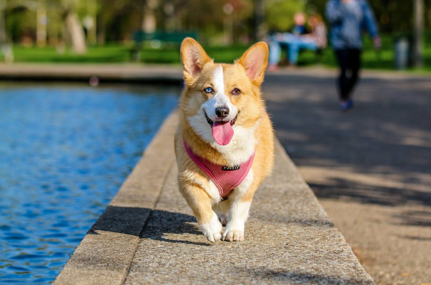 Adult Brown and White Pembroke Welsh Corgi Near the Body of Water; image by Muhannad Alatawi, via Pexels.com.