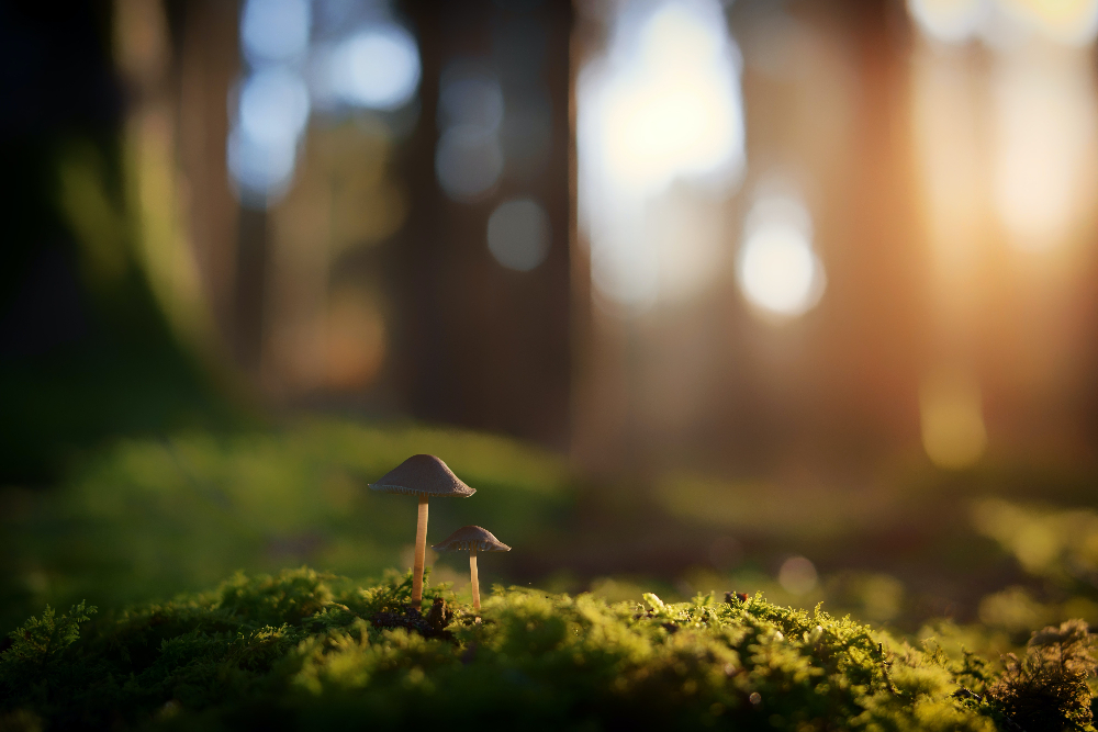 Psychedelic Mushrooms May Be Found in a Person's Backyard