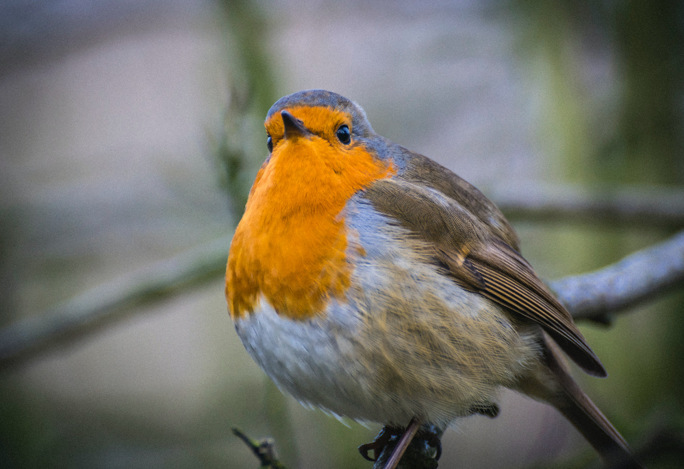 London Study: Listening to, Watching Birds Improves Mental Health