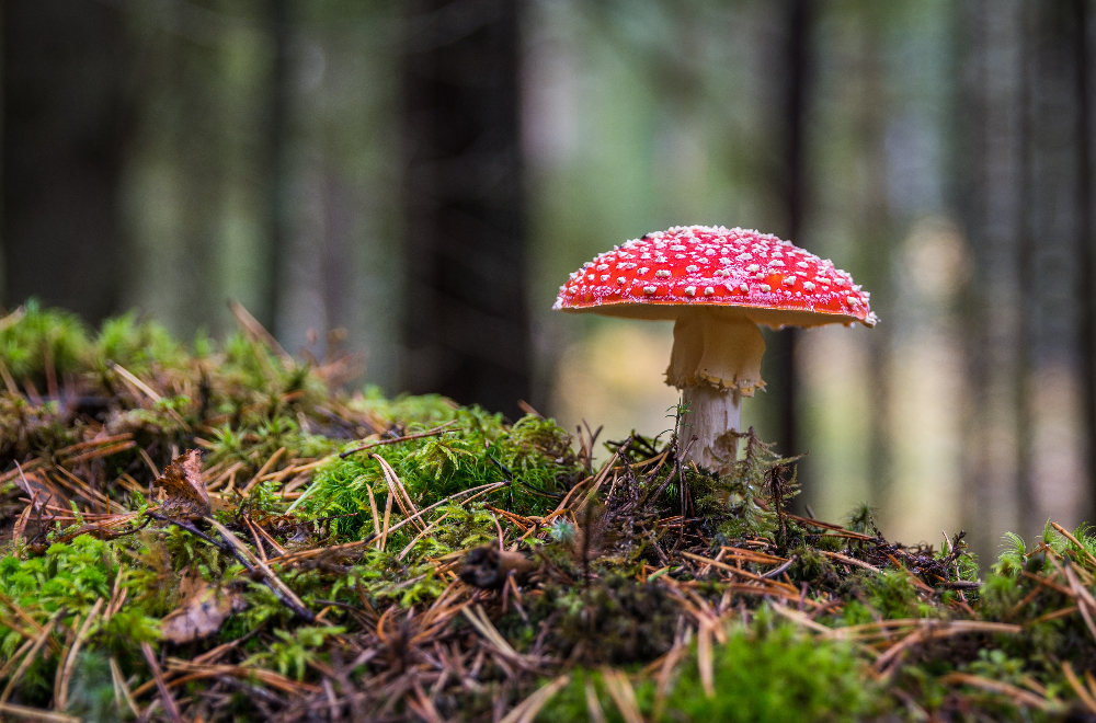 There are Many Therapeutic Uses for Psilocybin, Research Shows
