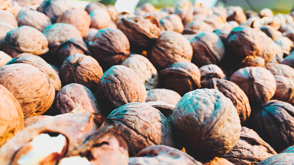 Walnuts Contain Ingredients that can Help Students on Exam Day