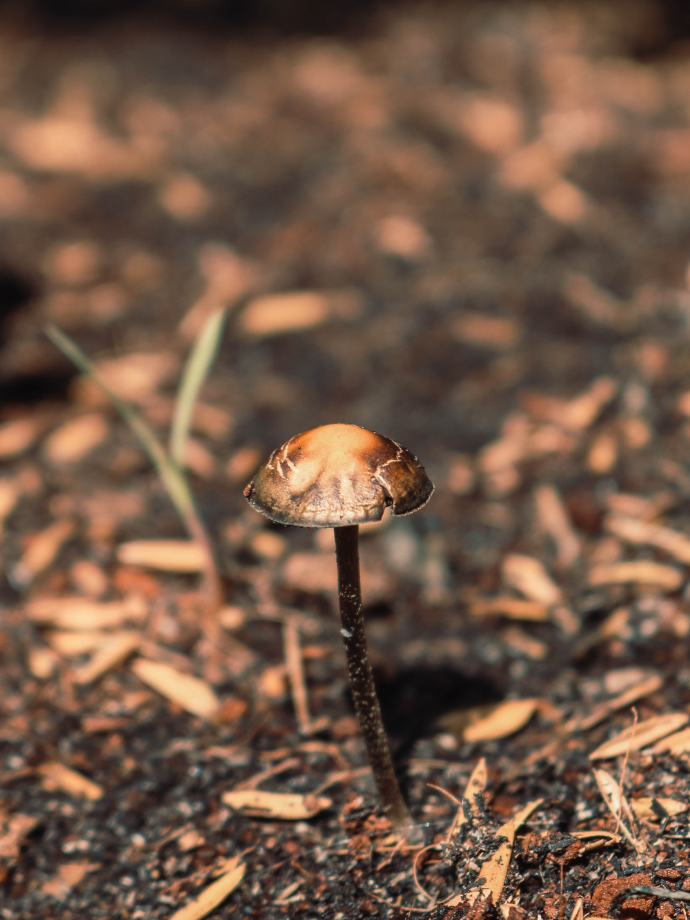 Psilocybin Could Provide Hope for Treatment Resistant Depression