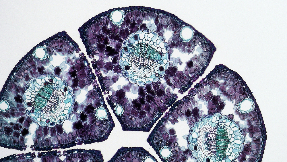 Regenerative "Glue" Helps to Heal Wounds, Strengthen Immunity