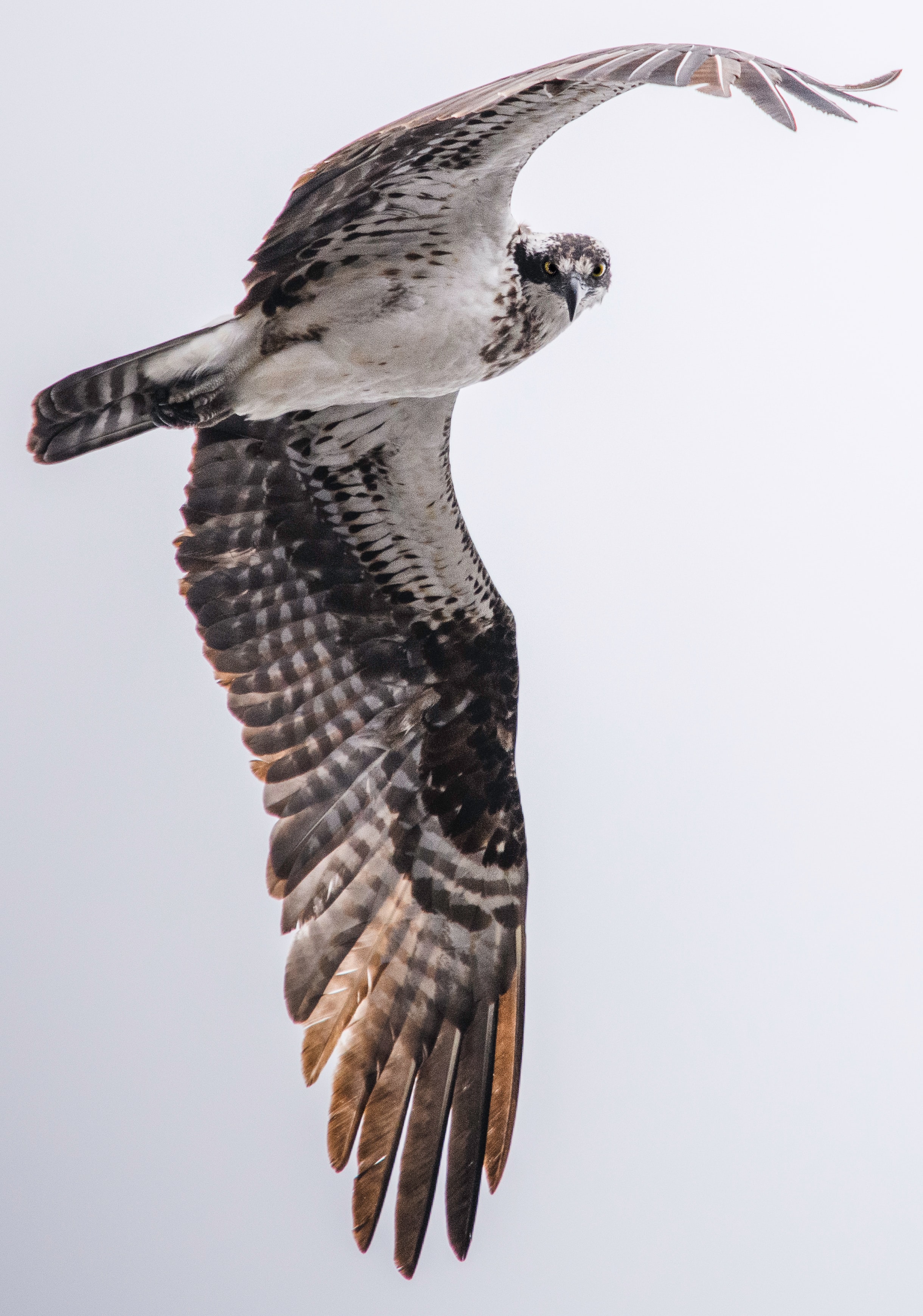 Bird in flight eyeing photographer; image by Jeremy Hynes, via Unsplash.com.