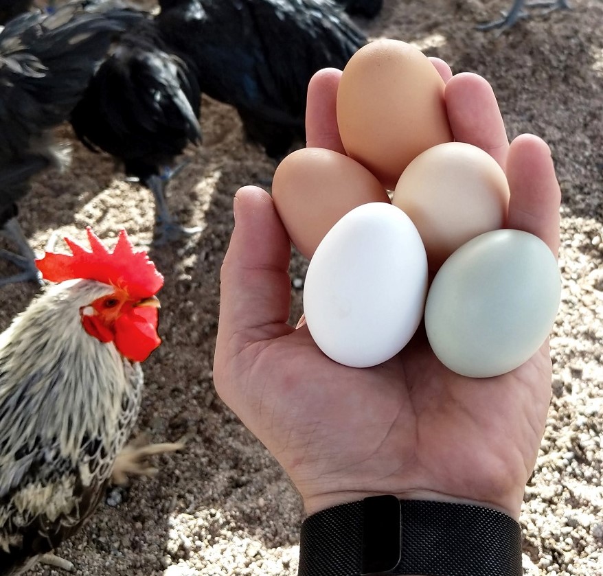 Five multicolored eggs rest in a person's left hand as a rooster looks on.