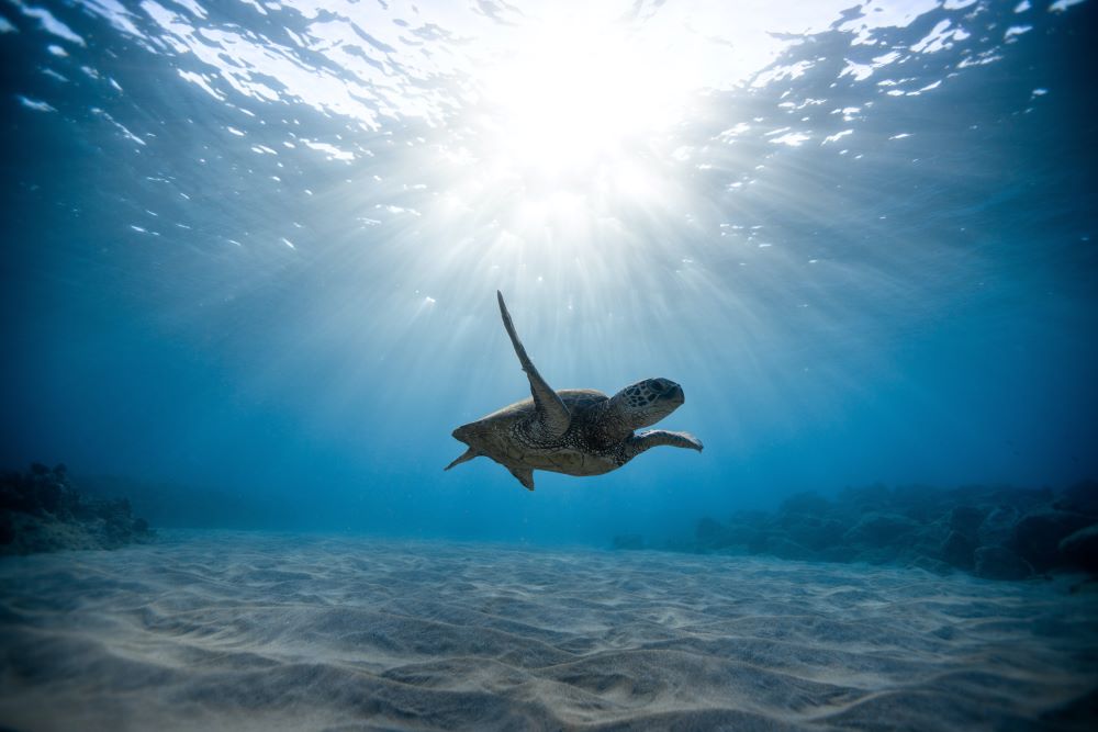 Conservationists Fight to Protect Marine Life in New Lawsuit