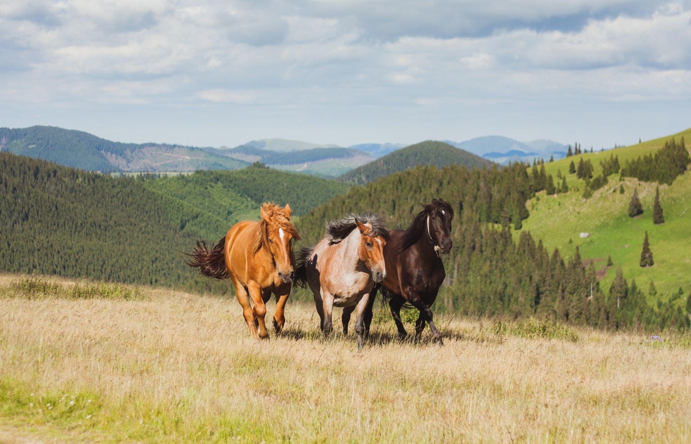 Three horses running in an open field, mountains in the background; image by Florin Beudean, via Unsplash.com.