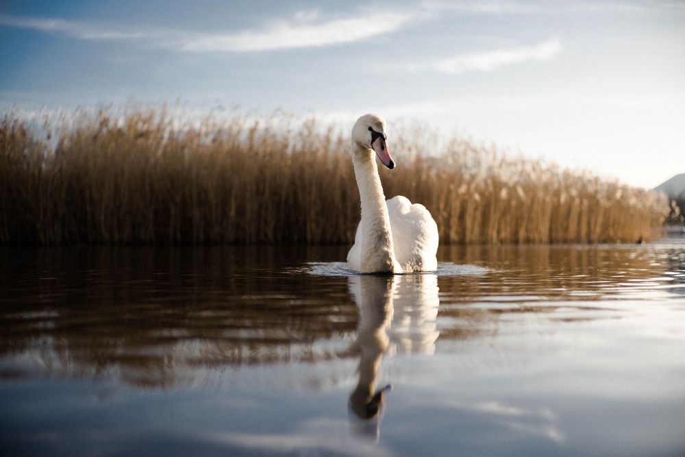 The Bird Flu is Continuing to Spread, Outbreak Among Swans