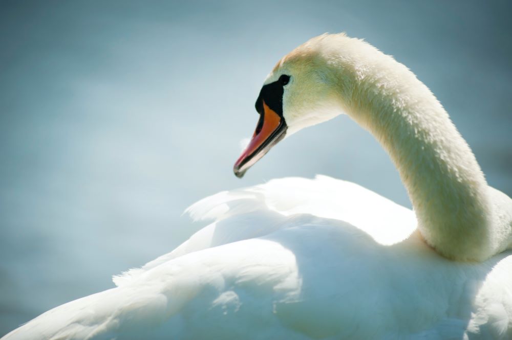 The Bird Flu is Continuing to Spread, Outbreak Among Swans