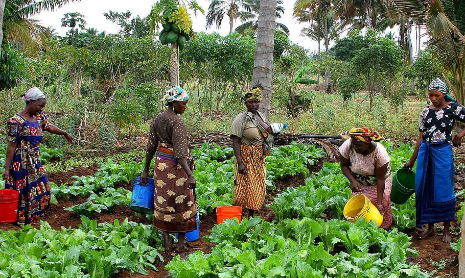 African women with plastic buckets tend vegetable crops on a diverse farm in Tanzania.