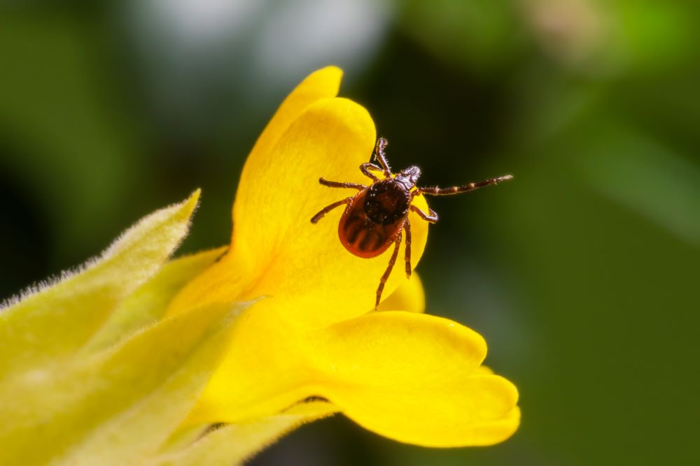 Alaska Has a Growing Tick Problem, Health Officials Warn