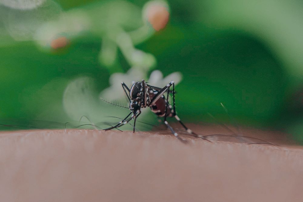 Locally Transmitted Malaria is Plaguing Sarasota County, Florida