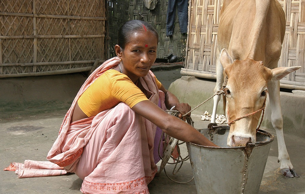 A woman in Bangladeshi clothing squats with a bucket near a small cow.