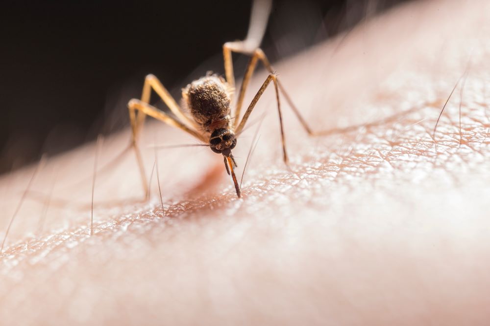 Health Officials Warn of Local Malaria Outbreaks in Three States